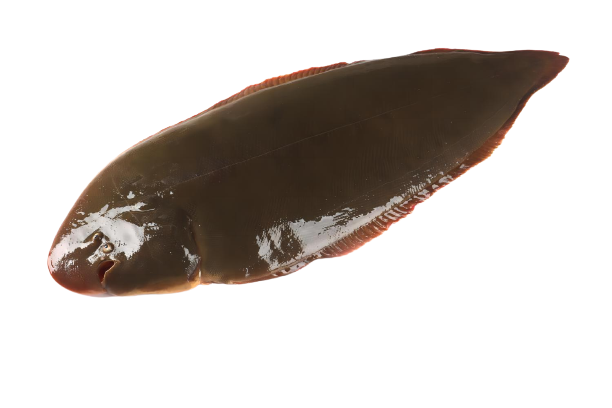 ��Ú��1-removebg-preview