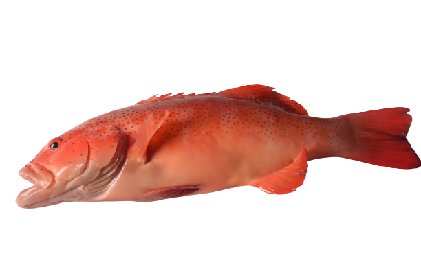 ���ǰ�1-removebg-preview (1)