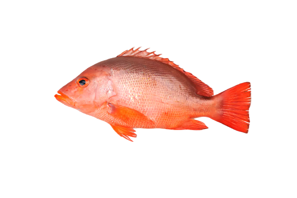 1_1_-removebg-preview