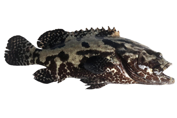 ʯ��2-removebg-preview1